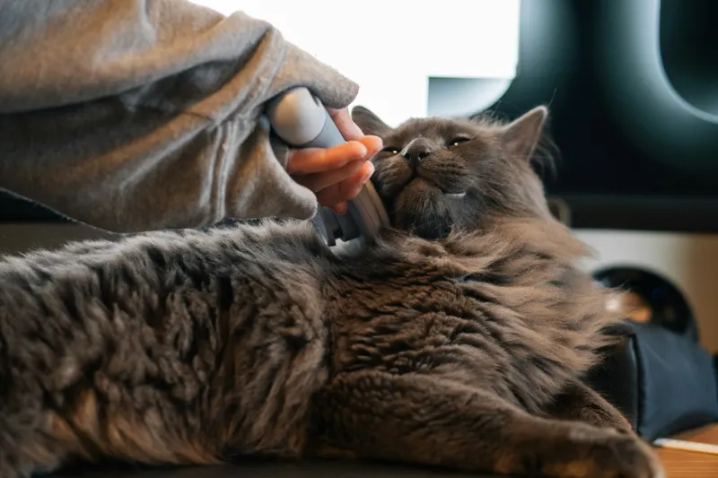 A grey cat leaning into a gentle brushing