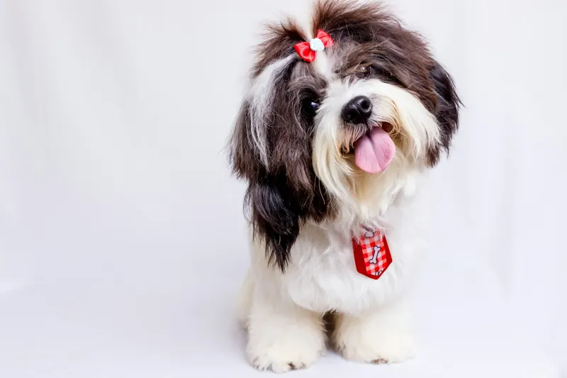 A groomed brown and white dog with a red bow