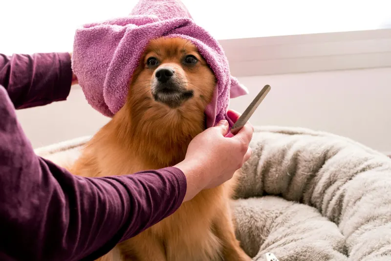 A small dog wrapped in a pink towel after a bath