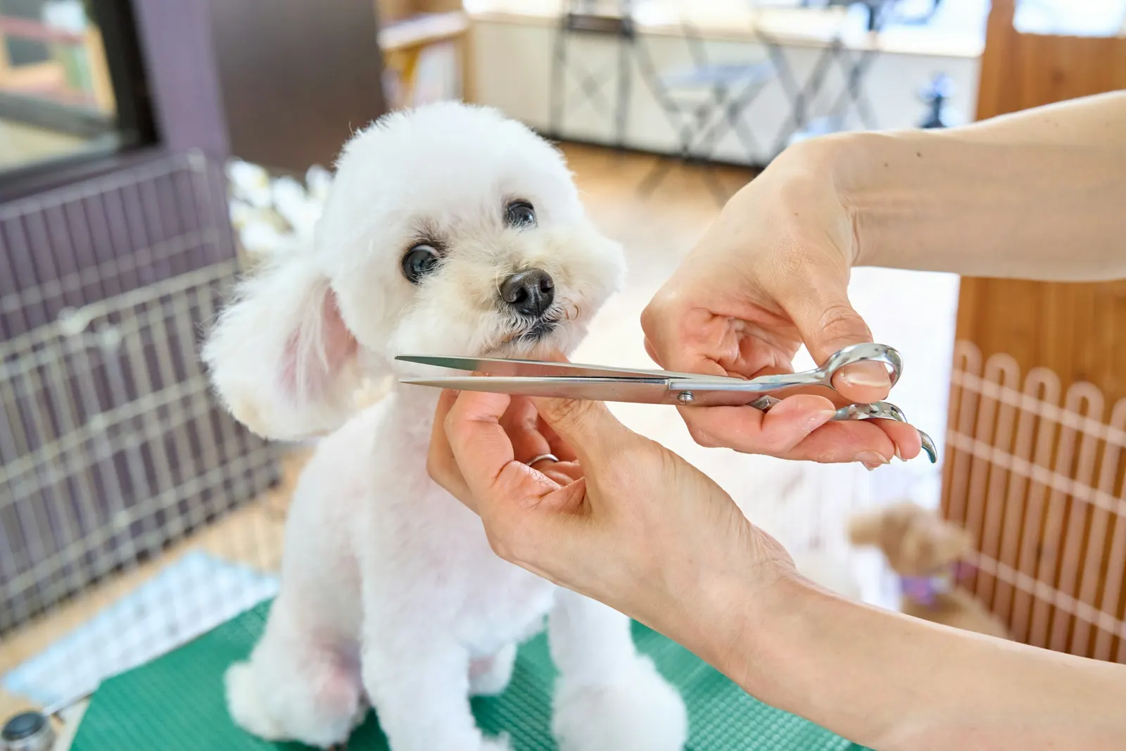 A small white dog getting a scissor trim on a grooming table